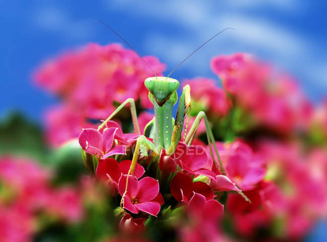 Priant mantis assis sur des fleurs — Photo de stock