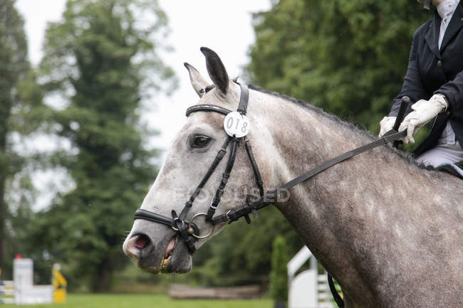 Horse in show jumping event — Stock Photo
