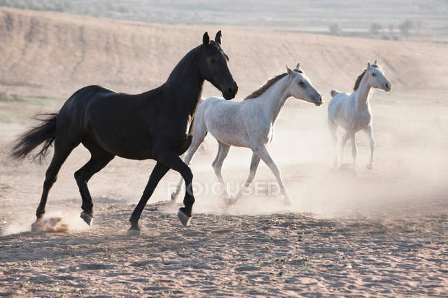 Лошади бегут по пыльной земле под солнцем — стоковое фото