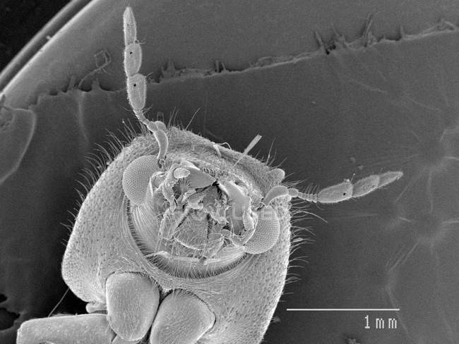 Tête de scarabée avec règle graduée — Photo de stock