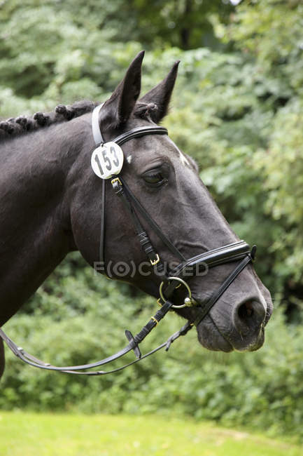 Close up de cabeça de cavalo com o número cento e cinquenta e três — Fotografia de Stock