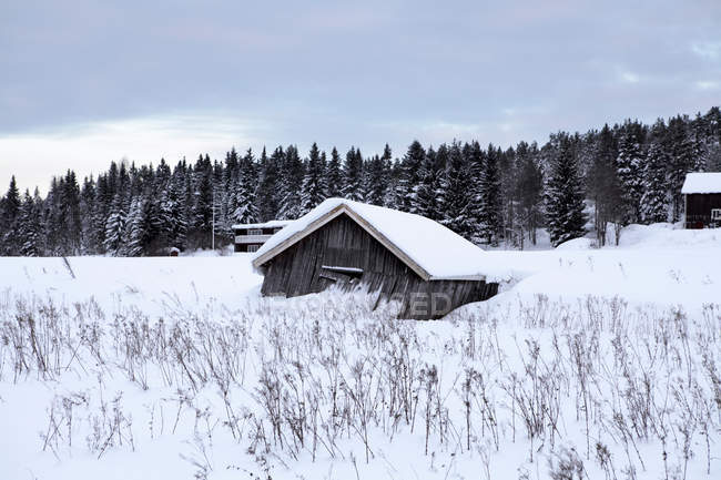 Покинутий старий сарай у снігу — стокове фото