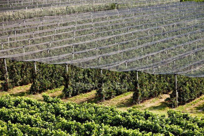 Cover over vines in vineyard — Stock Photo