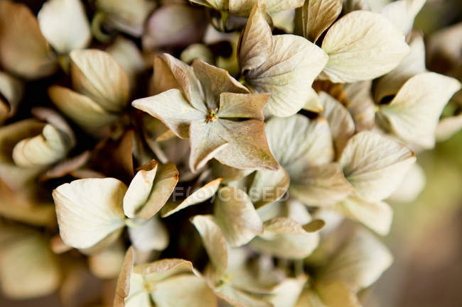 Крупним планом знімок висушених пелюсток квітів — стокове фото