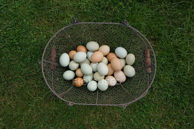 Vista superior de ovos frescos colhidos na cesta — Fotografia de Stock