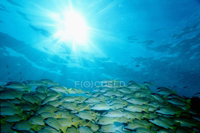 Fischschwärme schwimmen unter Wasser — Stockfoto