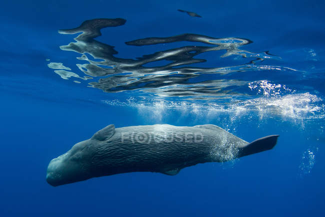 Baleia nadando debaixo d 'água — Fotografia de Stock