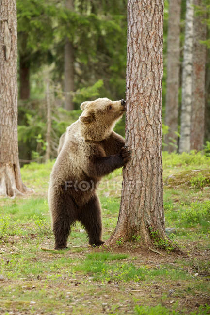 Бурый медведь позади дерева — стоковое фото