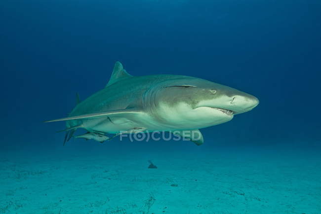Подводный портрет лимонной акулы — стоковое фото