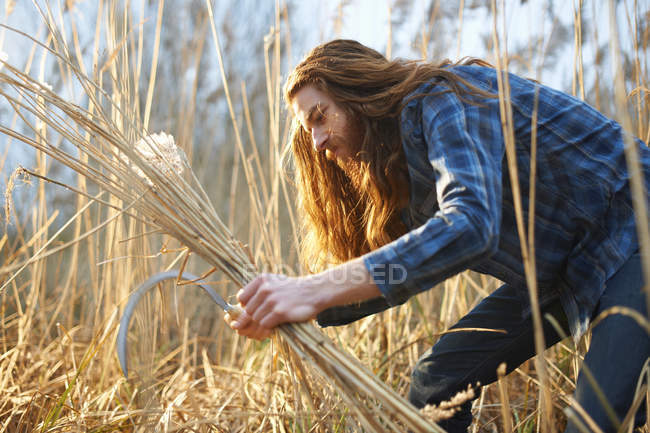 Homme récoltant du blé avec faux — Photo de stock