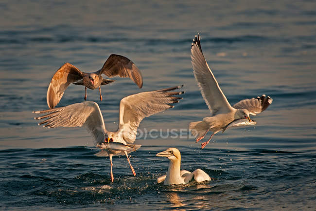 Seagulls fishing in water — Stock Photo