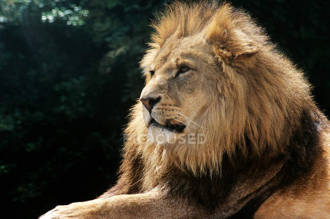 Lion resting in sunlight — Stock Photo