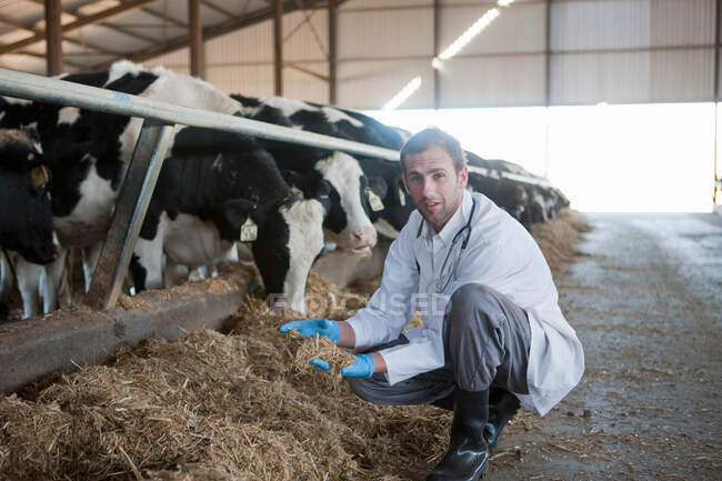 Vet on a dairy farm — Stock Photo