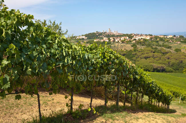 Vignes dans le vignoble en rangée — Photo de stock