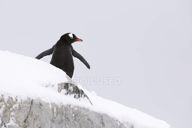 Gentoo pinguin im schnee, petermann island, antarktis — Stockfoto