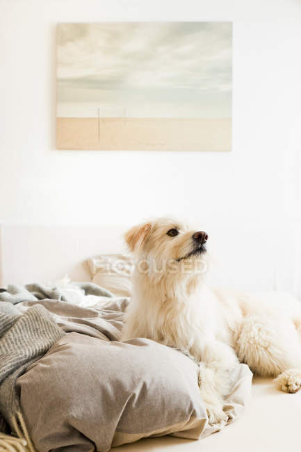 Собака сидить на ліжку і дивиться вниз — стокове фото