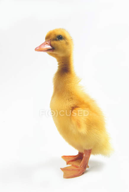 Canard jaune sur blanc — Photo de stock