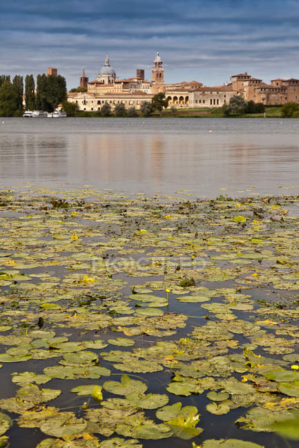 Подушечки лилий в неподвижном озере — стоковое фото