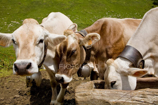 Drei Kühe ernähren sich im Sonnenlicht von einem Trog — Stockfoto