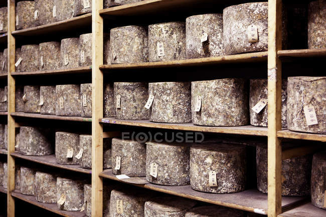 Fromage cuit sur les étagères de la ferme laitière — Photo de stock