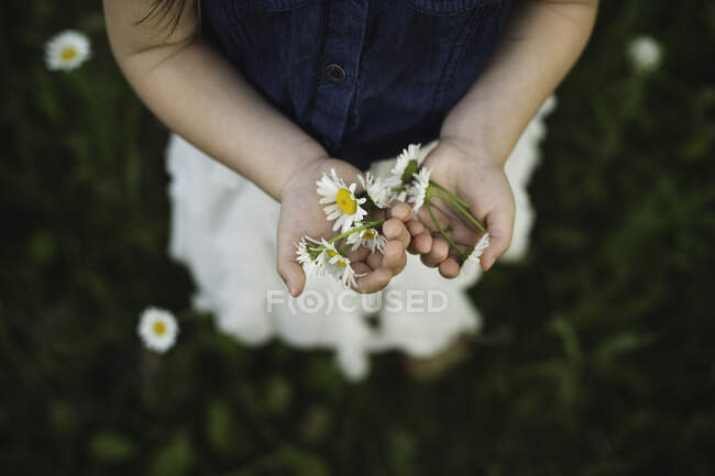 Vista aérea de las manos de la niña sosteniendo flores de margarita - foto de stock