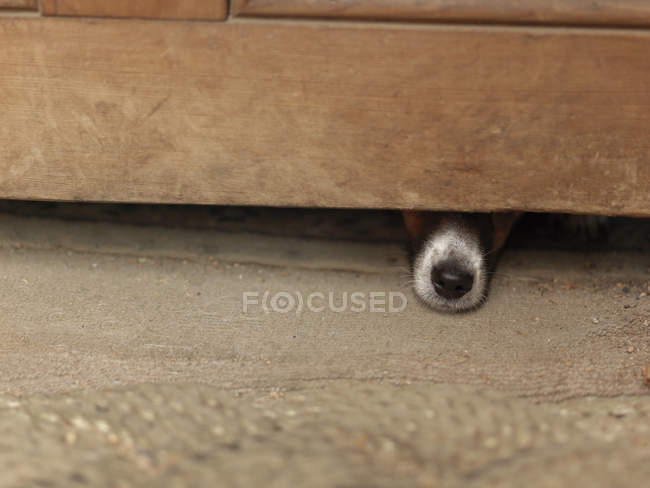 Cão escondido sob armário de madeira — Fotografia de Stock