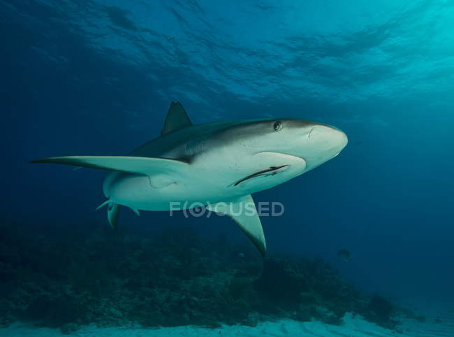Vista subaquática do tubarão-recife, Tiger Beach, Bahamas — Fotografia de Stock