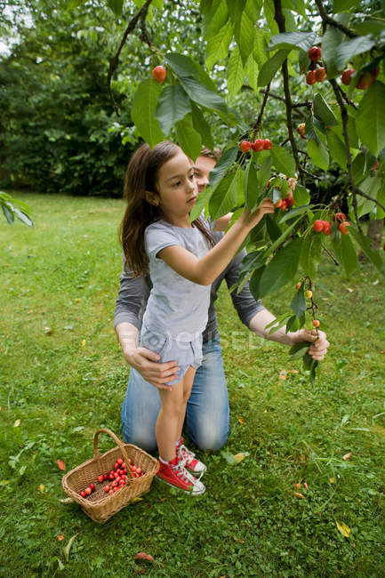Pai e filha colhendo frutas — Fotografia de Stock