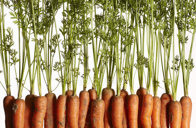 Fila de zanahorias frescas - foto de stock