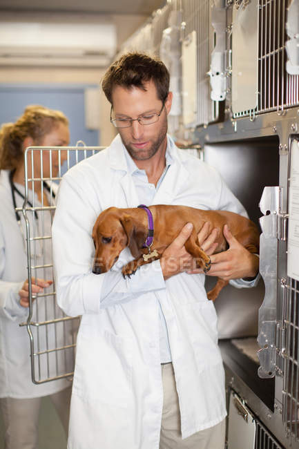 Veterinarian taking dog from kennel — Stock Photo