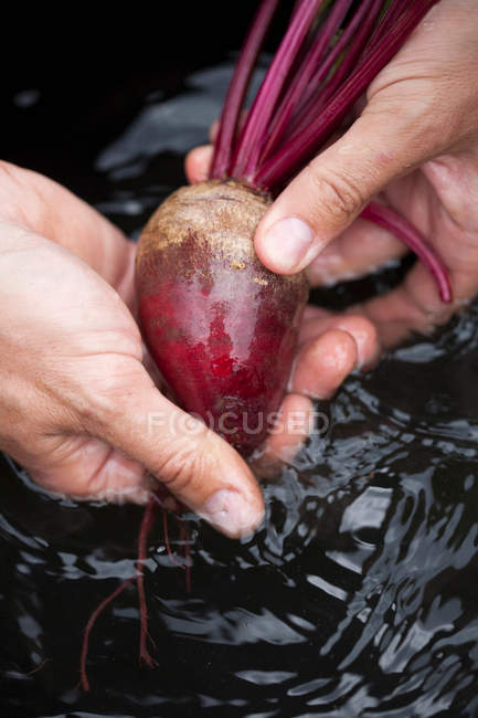 Mãos masculinas lavando beterraba na água — Fotografia de Stock