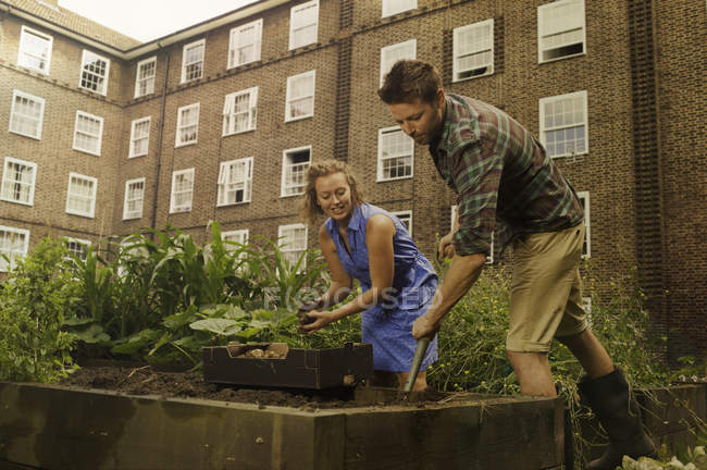 Couple with harvesting potatoes on council estate allotment — Stock Photo