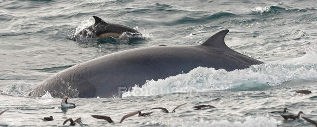 Baleias Barbatanas emergindo da água — Fotografia de Stock