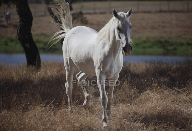 Horse walking in dry meadow — Stock Photo