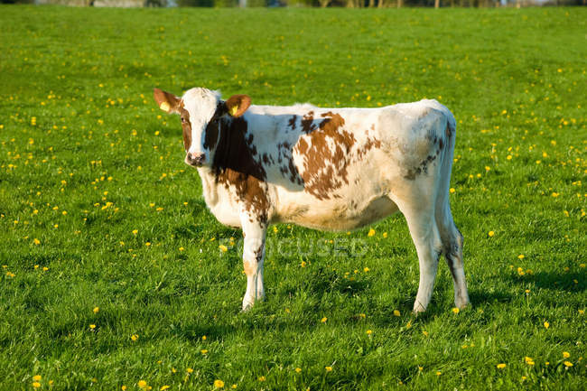 White and brown cow in spring field — Stock Photo