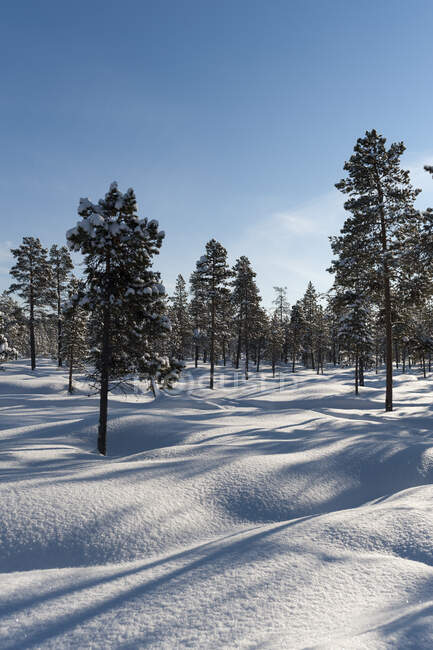 Зимовий пейзаж з засніженими деревами — стокове фото