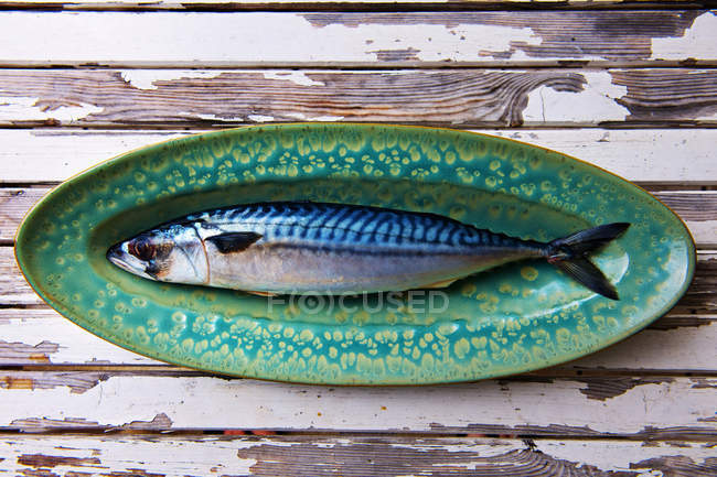 Eine Makrele auf grünem Teller — Stockfoto