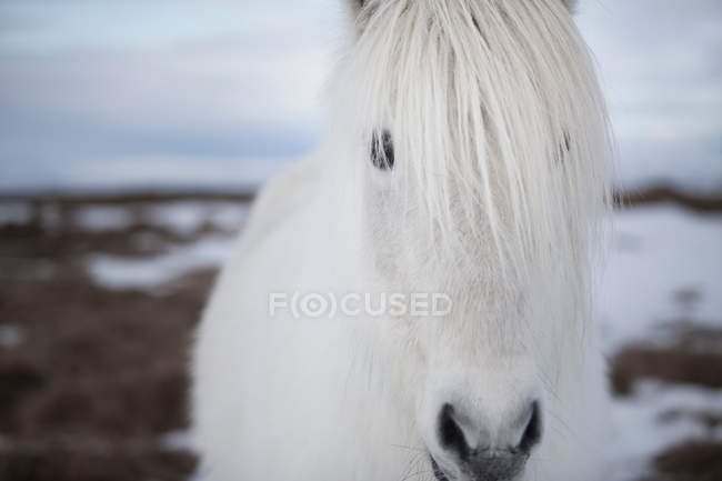 Белая лошадиная морда — стоковое фото
