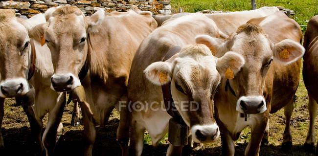 Quattro mucche di fila alla luce del sole — Foto stock