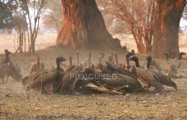 White backed vultures flock in daylight — Stock Photo