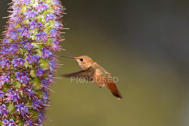 Allens hummingbird taking nectar from pride of madeira flower — Stock Photo