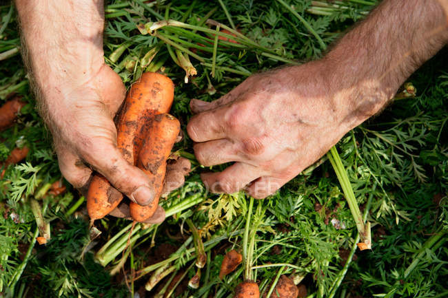 Mani che raccolgono carote — Foto stock