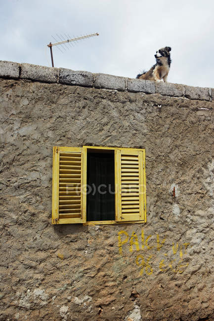 Dog standing on roof of stone house and looking away — Stock Photo