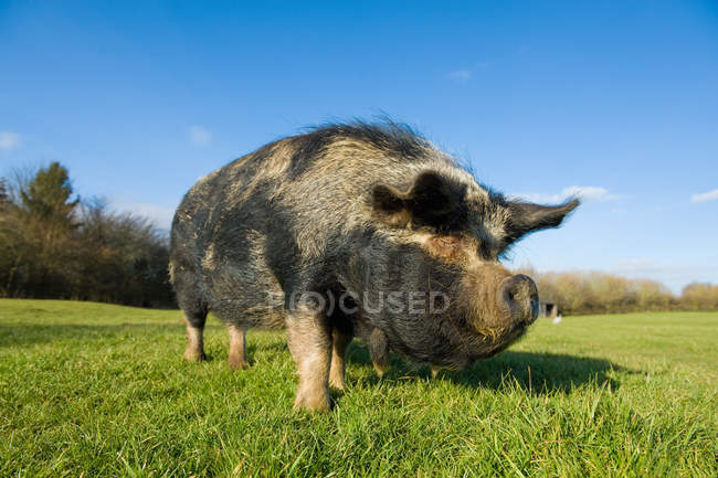 Vietnamese pot-bellied pig on grass in sunlight — Stock Photo