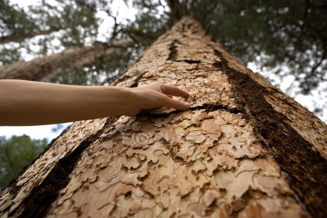 Image recadrée d'une femme touchant l'écorce d'un arbre — Photo de stock