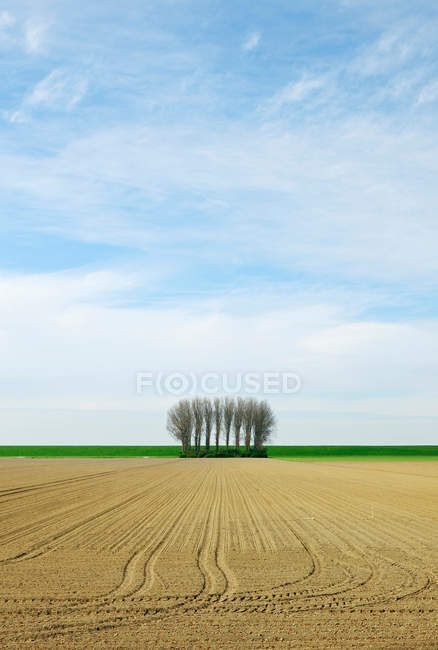 Дерева, що ростуть на краю поля — стокове фото
