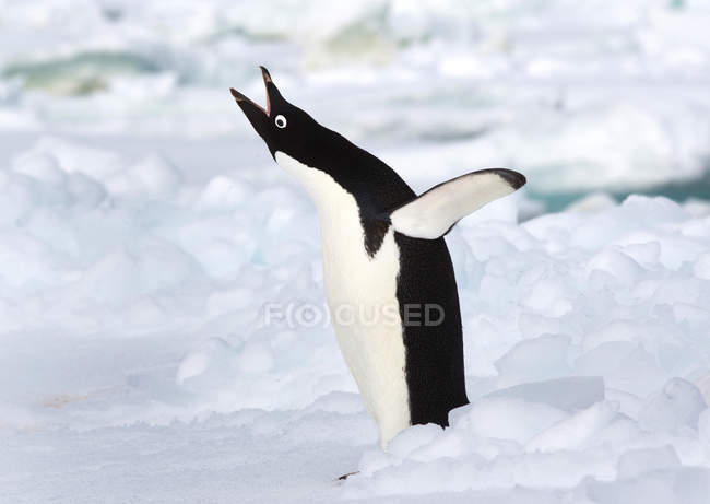 Screaming Adelie penguin on ice floe — Stock Photo