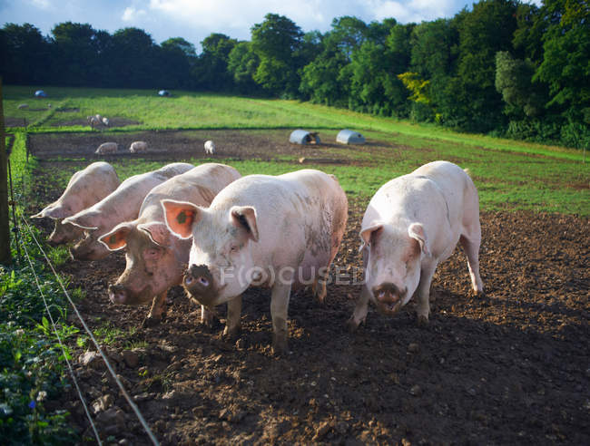 Свині вкорінюються на ґрунтовому полі на сонячному світлі — стокове фото