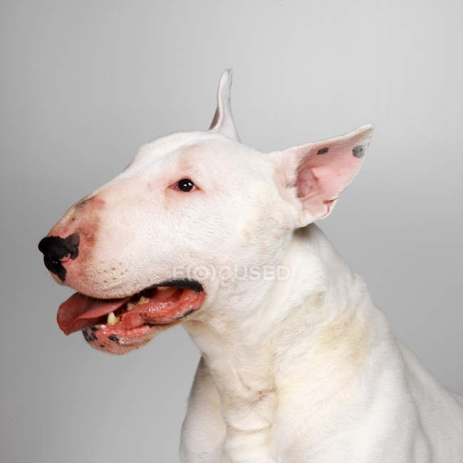 Inglés bull terrier en blanco - foto de stock