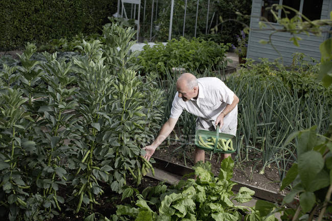 Старший чоловік вибирає овочі для збору в овочевому саду — стокове фото